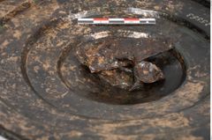 Foto von Bronzephalere (NHMW-PRAE-025563)